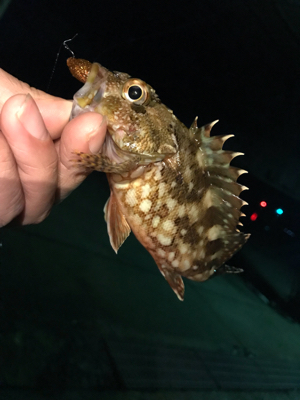 アカハタ&ガシラ♪