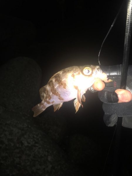 流離アジング 第1日目 夜 アジはいる？！…