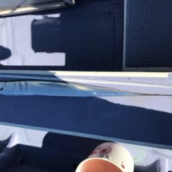 太刀魚ジギング！