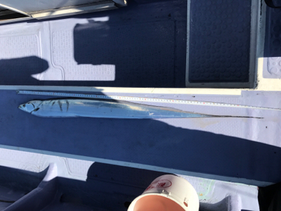 太刀魚ジギング！