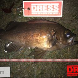 潮止まりからメバルの調子が上がる