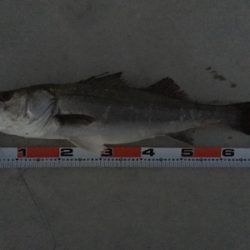 ビッグファイト!