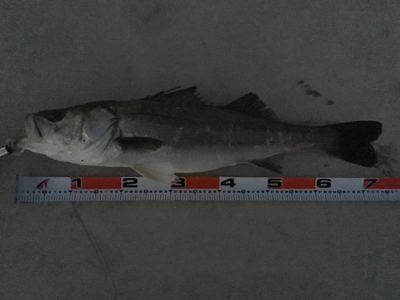 ビッグファイト!