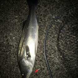 今年最後のシーバス