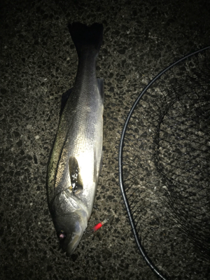 今年最後のシーバス