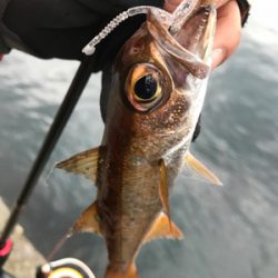 アジングでムツ