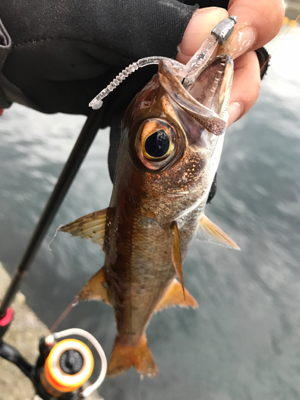 アジングでムツ