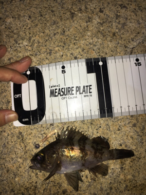 結構釣れました