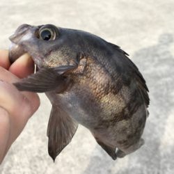 デイゲーム、メバリング