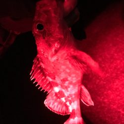 アカハタ増殖中？