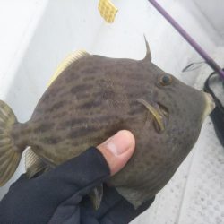 カワハギ狙い！