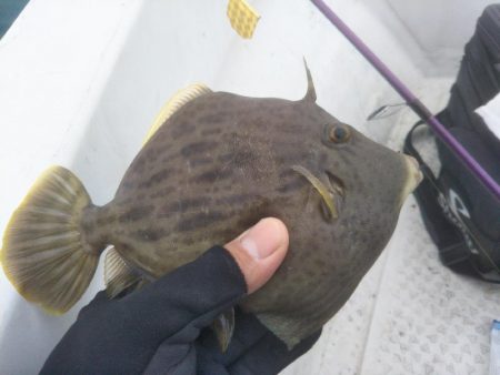 カワハギ狙い！