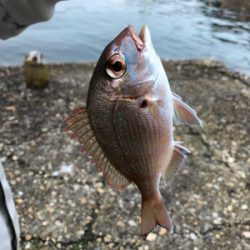 リベンジカレイ