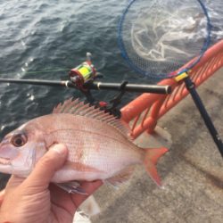 釣れるかな?お正月用の明石鯛