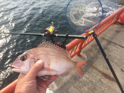 釣れるかな?お正月用の明石鯛
