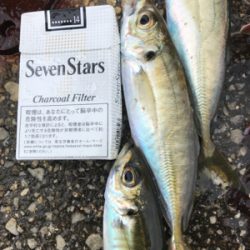 Xmasカレイならず…