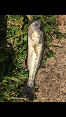 バス釣り テキサス フリックシェイク