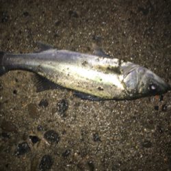 シーバス‼️‼️