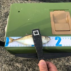 流離アジング 第2日目 昼 デイのが良い