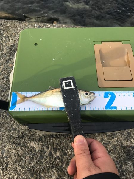 流離アジング 第2日目 昼 デイのが良い