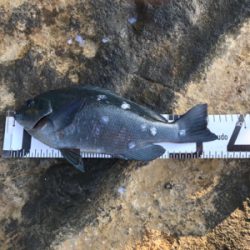 今年納めの釣行