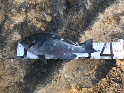 今年納めの釣行