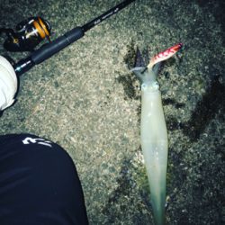 ヤリイカランガンエギング