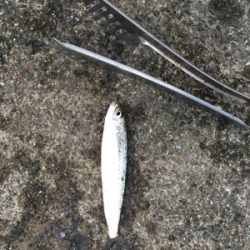 久しぶりのサビキ