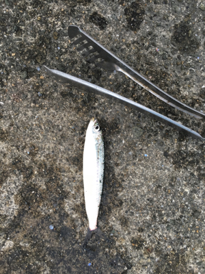 久しぶりのサビキ