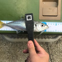 流離アジング 第3日目 昼 爆風で爆釣