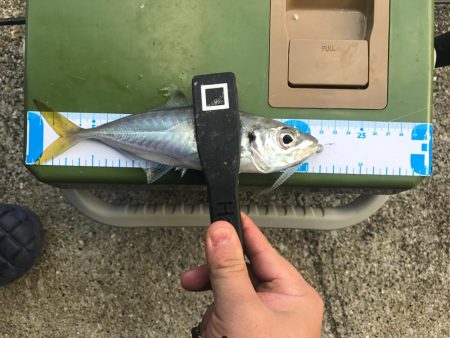 流離アジング 第3日目 昼 爆風で爆釣