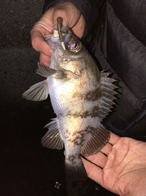 泉南ライトゲーム