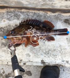 釣り納めの穴釣り