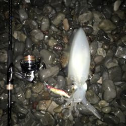 大里松原海岸 アオリイカ 1kg