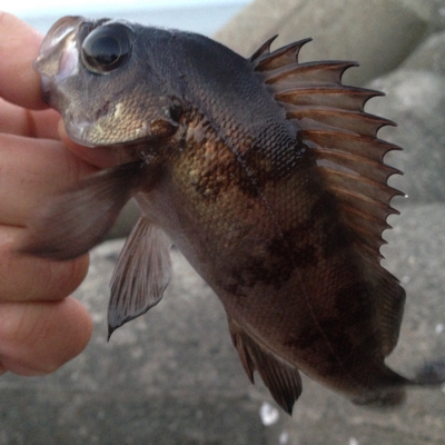 塩屋海岸でメバリング・ガシリング！