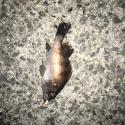 寒くても、、強風でも、、激釣