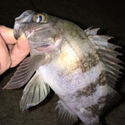 寒くても腹パン釣れてます