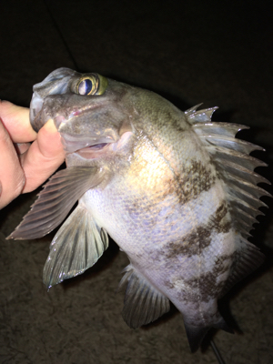 寒くても腹パン釣れてます