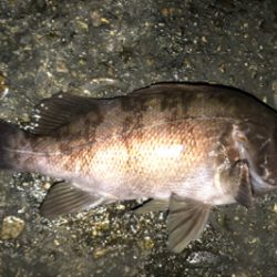 満潮時からのメバリング