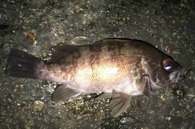 満潮時からのメバリング