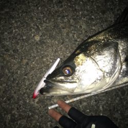 二人で釣ったシーバス