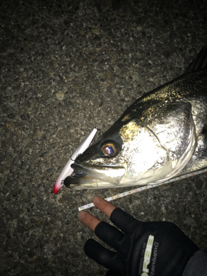 二人で釣ったシーバス