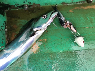 須磨沖の太刀魚