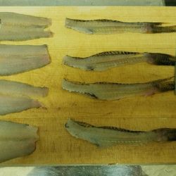 カレイに出会えずハゼで我慢