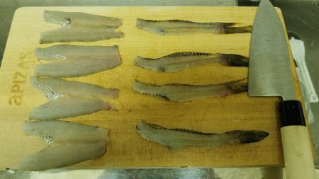 カレイに出会えずハゼで我慢