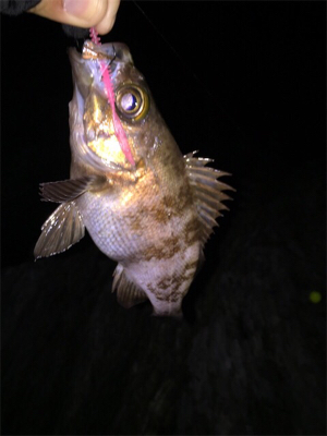 今シーズン初メバル