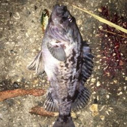 シーバス狙いが、、、