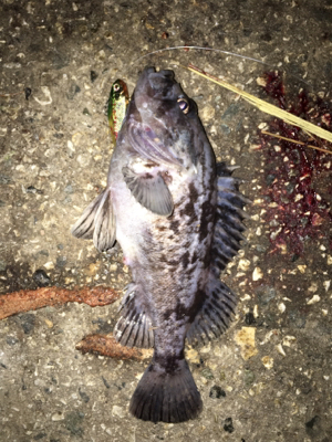 シーバス狙いが、、、