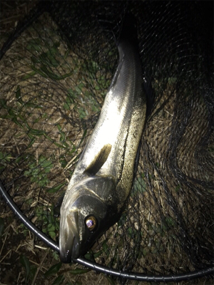 最後はシーバス