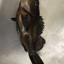 アジングのはずが